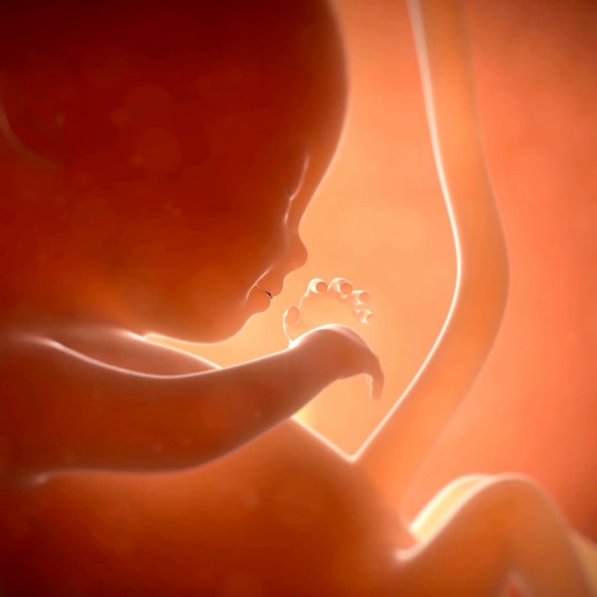 Estudio de ADN fetal